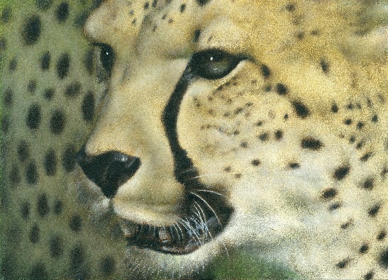 感受動物畫靈魂－呈現獵豹臉部特寫的動物油畫作品