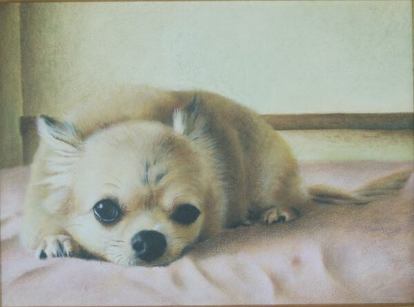 Relaxed Chihuahua lying down – Contact Art Studio K