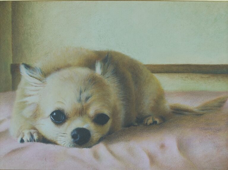 A Chihuahua lying down as the subject for a custom oil portrait